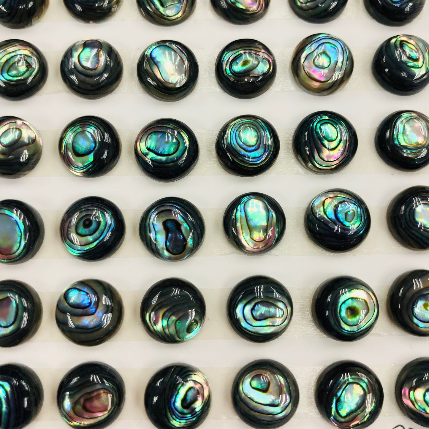 Abalone Shell Round Cab 6m 10mm whole pack