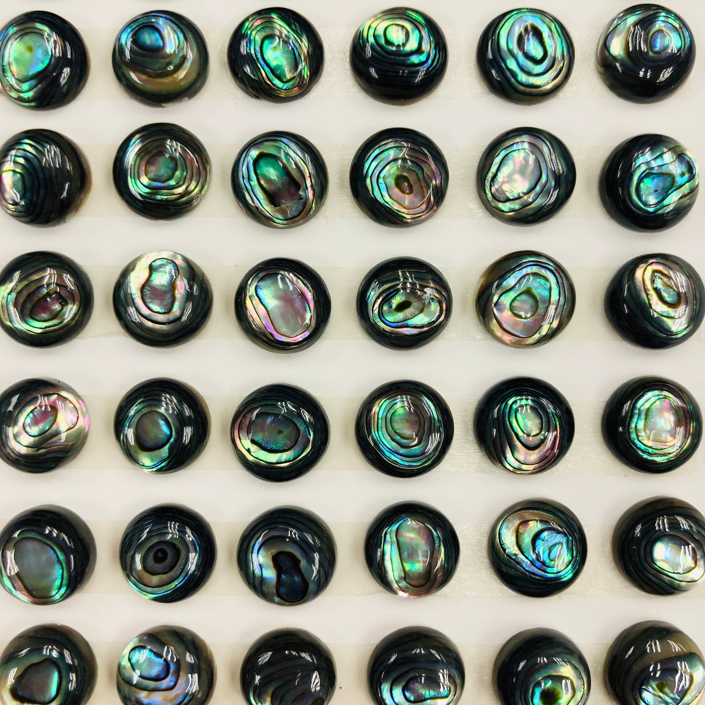 Abalone Shell Round Cab 6m 10mm whole pack